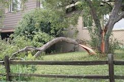 Tree damage in Birmingham, AL