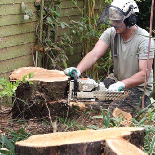 Cutting tree stump down in preparation for grinding