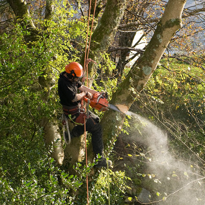 Removing a Tree in Birmingham AL