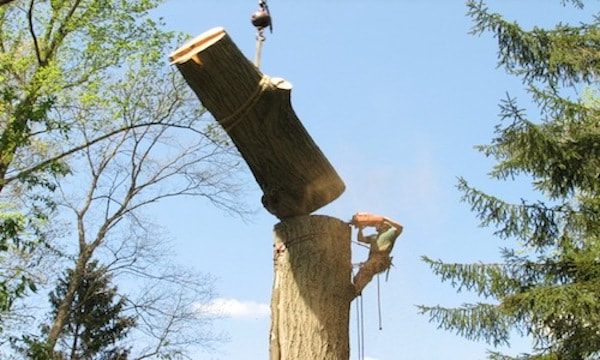 Birmingham Tree Removal 