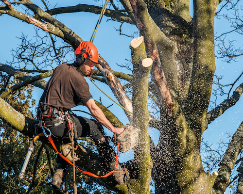 Tree Trimming Service in Birmingham AL